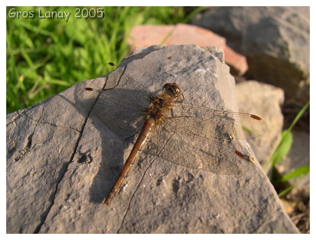 Wallpapers Animals Insects - Dragonflies Libellule