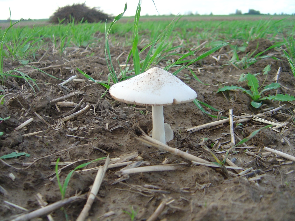 Wallpapers Nature Mushrooms Parasol .