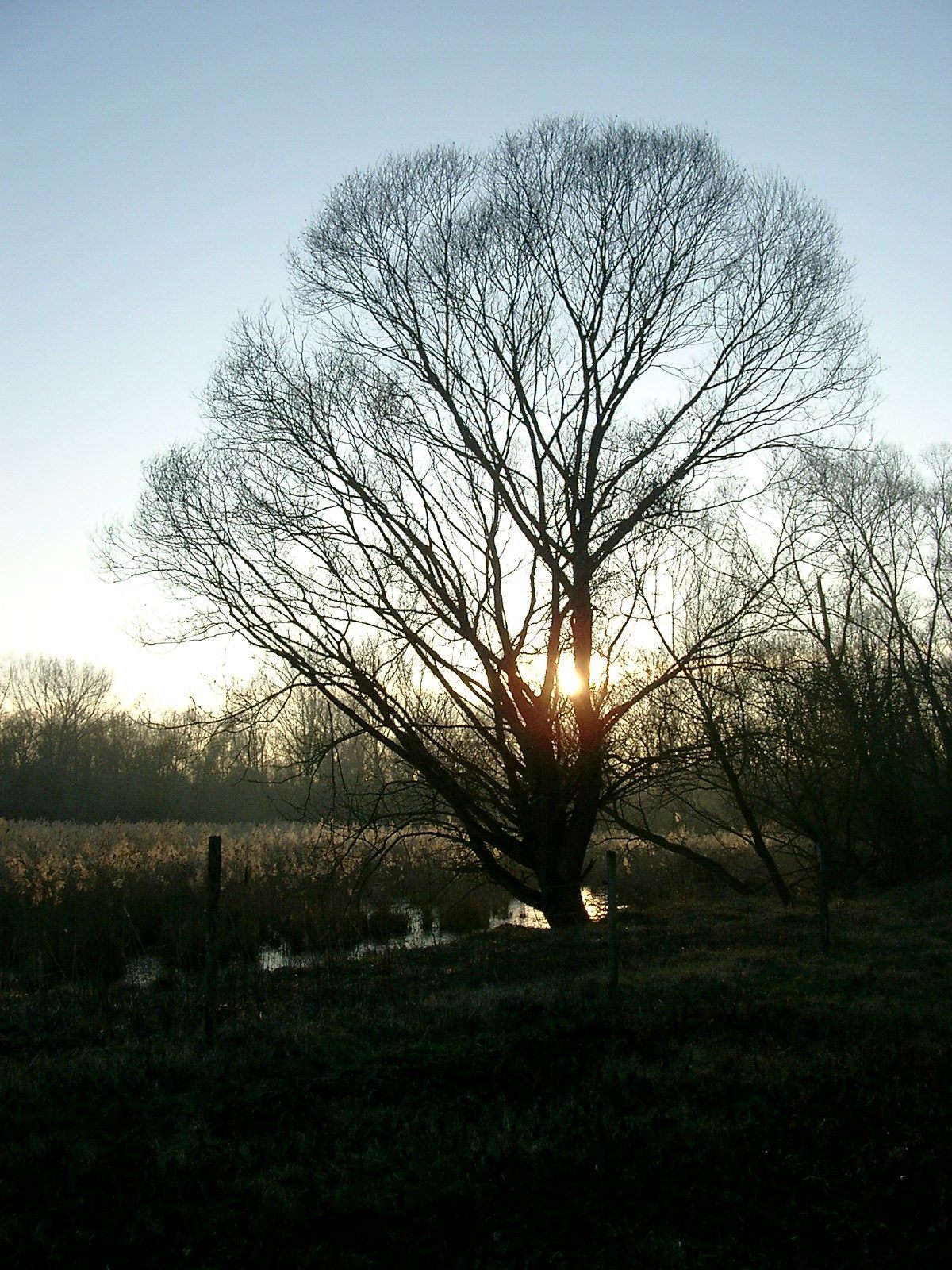 Wallpapers Nature Trees - Forests 