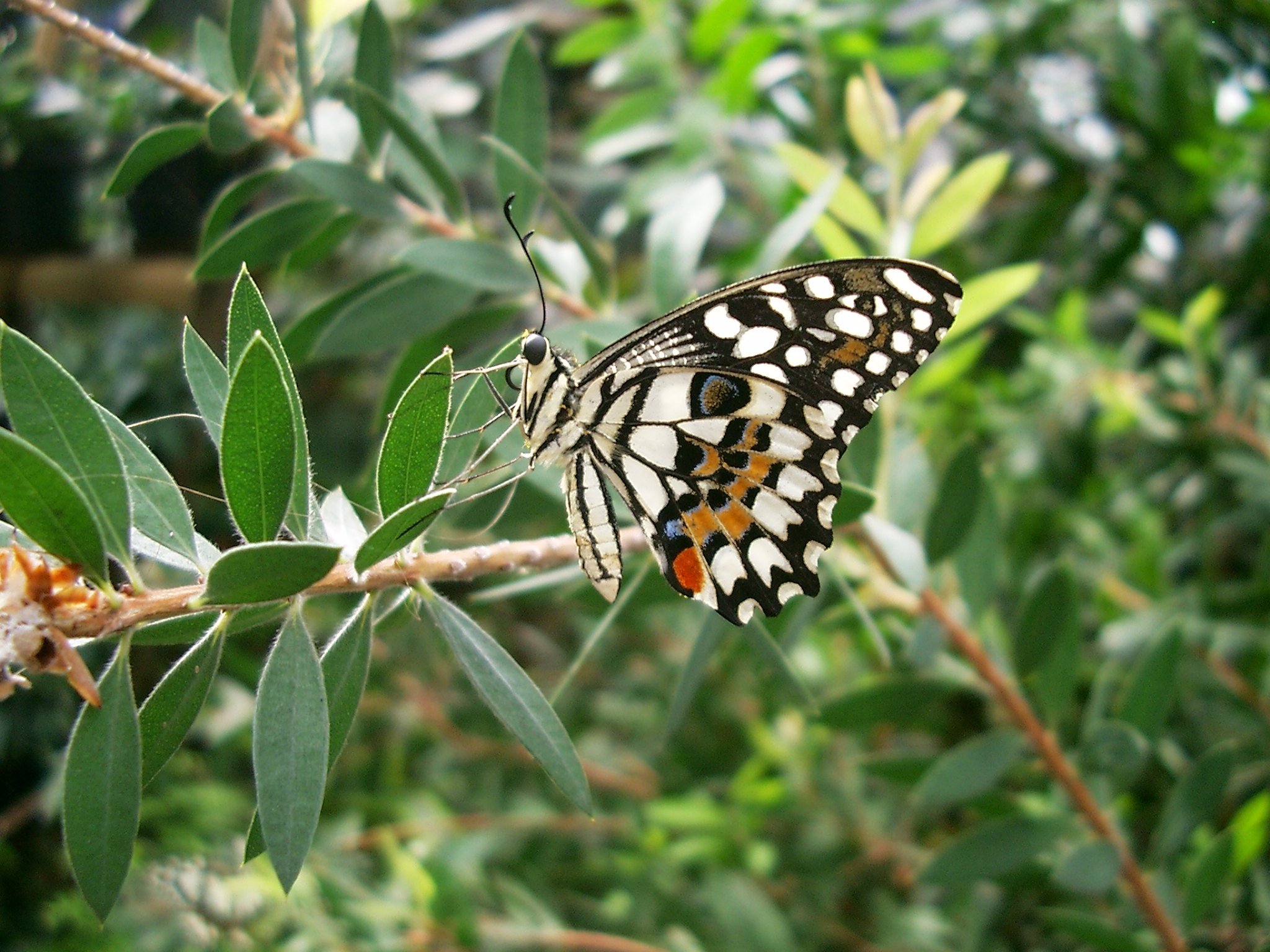 Wallpapers Animals Insects - Butterflies 