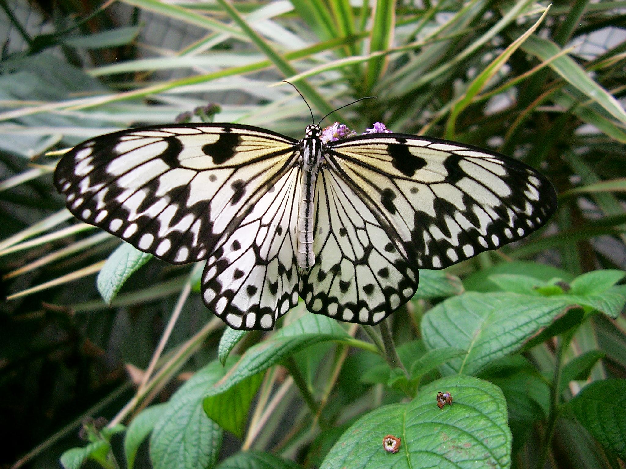 Fonds d'cran Animaux Insectes - Papillons 