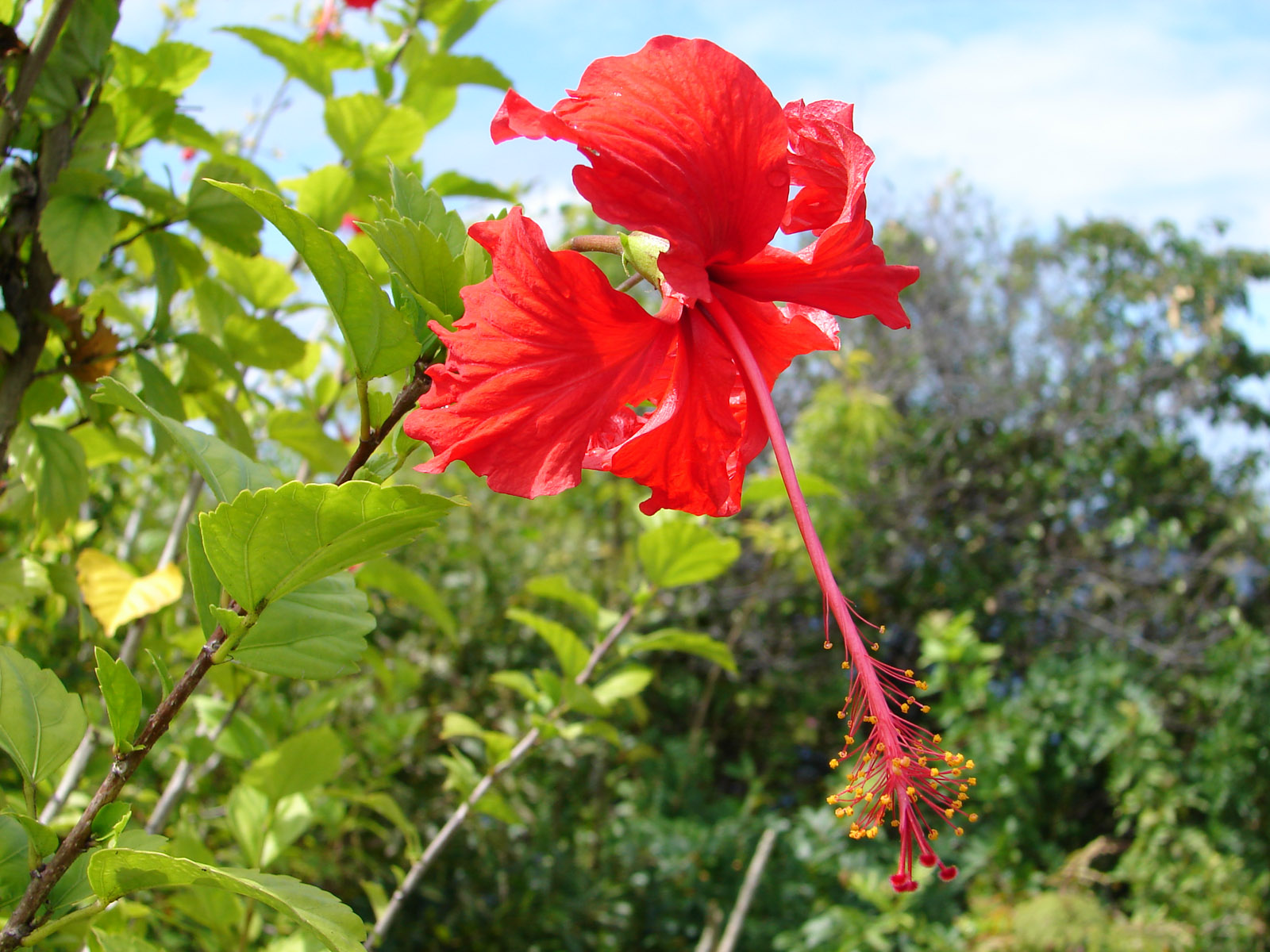 Fonds d'cran Nature Fleurs Hibiscus sur l'ile de Lifou