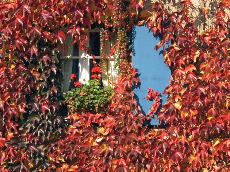 Fonds d'cran Nature Saisons - Automne Volet d'automne...