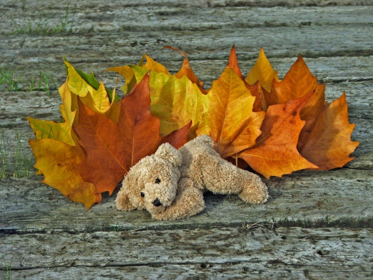 Wallpapers Objects Cuddly Petit Ours d'automne...