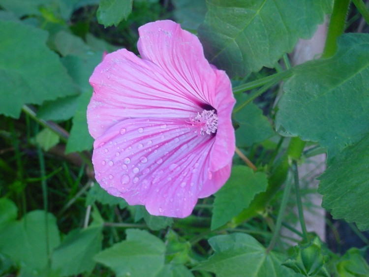 Fonds d'cran Nature Fleurs lavatre