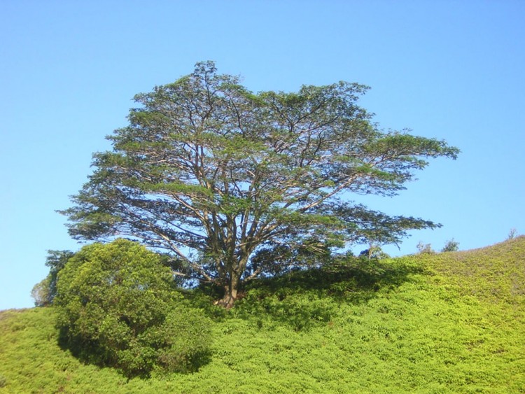 Fonds d'cran Nature Arbres - Forts Le gant