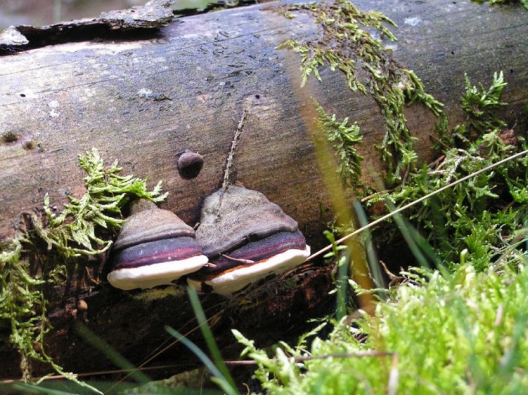 Wallpapers Nature Mushrooms deux champignons.. :OD