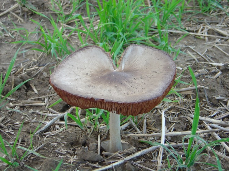 Wallpapers Nature Mushrooms Champignon des champs.