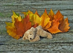 Wallpapers Objects Petit Ours d'automne...