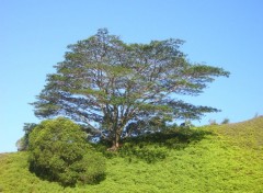 Fonds d'cran Nature Le gant