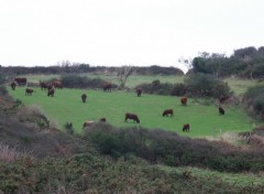 Fonds d'cran Animaux Vaches pres de la cote de Gelo en Bretagne