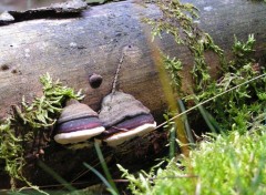 Fonds d'cran Nature deux champignons.. :OD