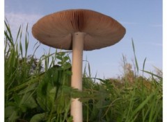 Fonds d'cran Nature Champignon inconnu