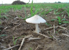 Fonds d'cran Nature Parasol .