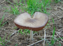 Fonds d'cran Nature Champignon des champs.