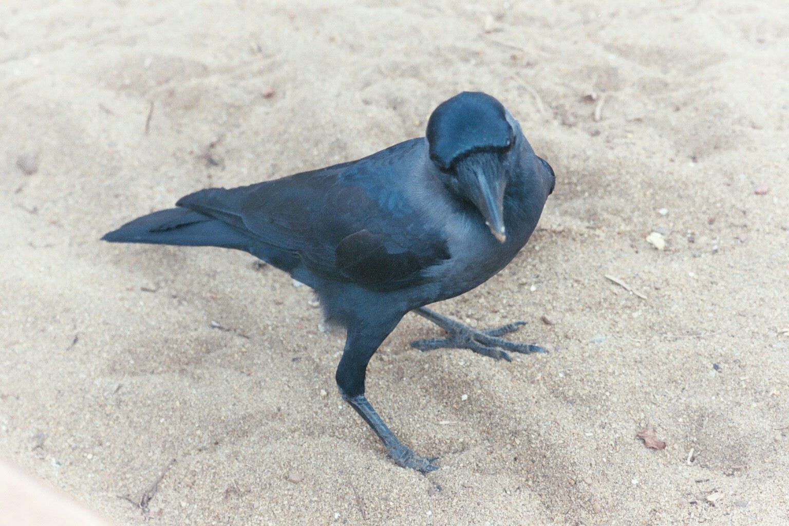 Wallpapers Animals Birds - Ravens Corbeau pris sur une plage du Sri-Lanka