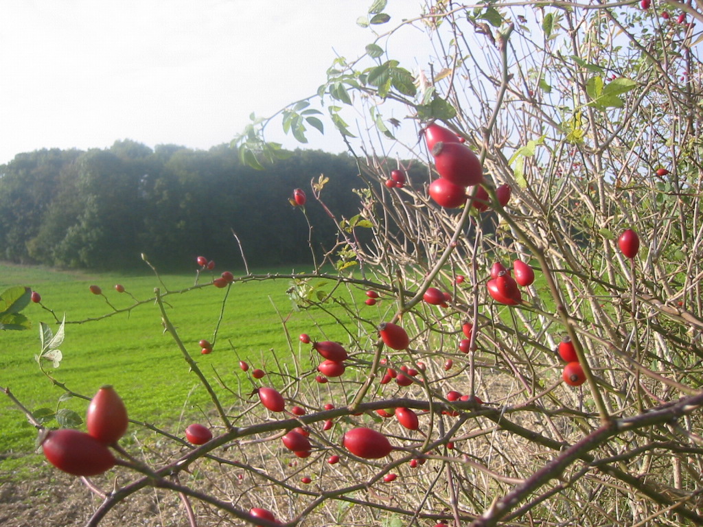 Wallpapers Nature Fruits Automne et cynorhodons