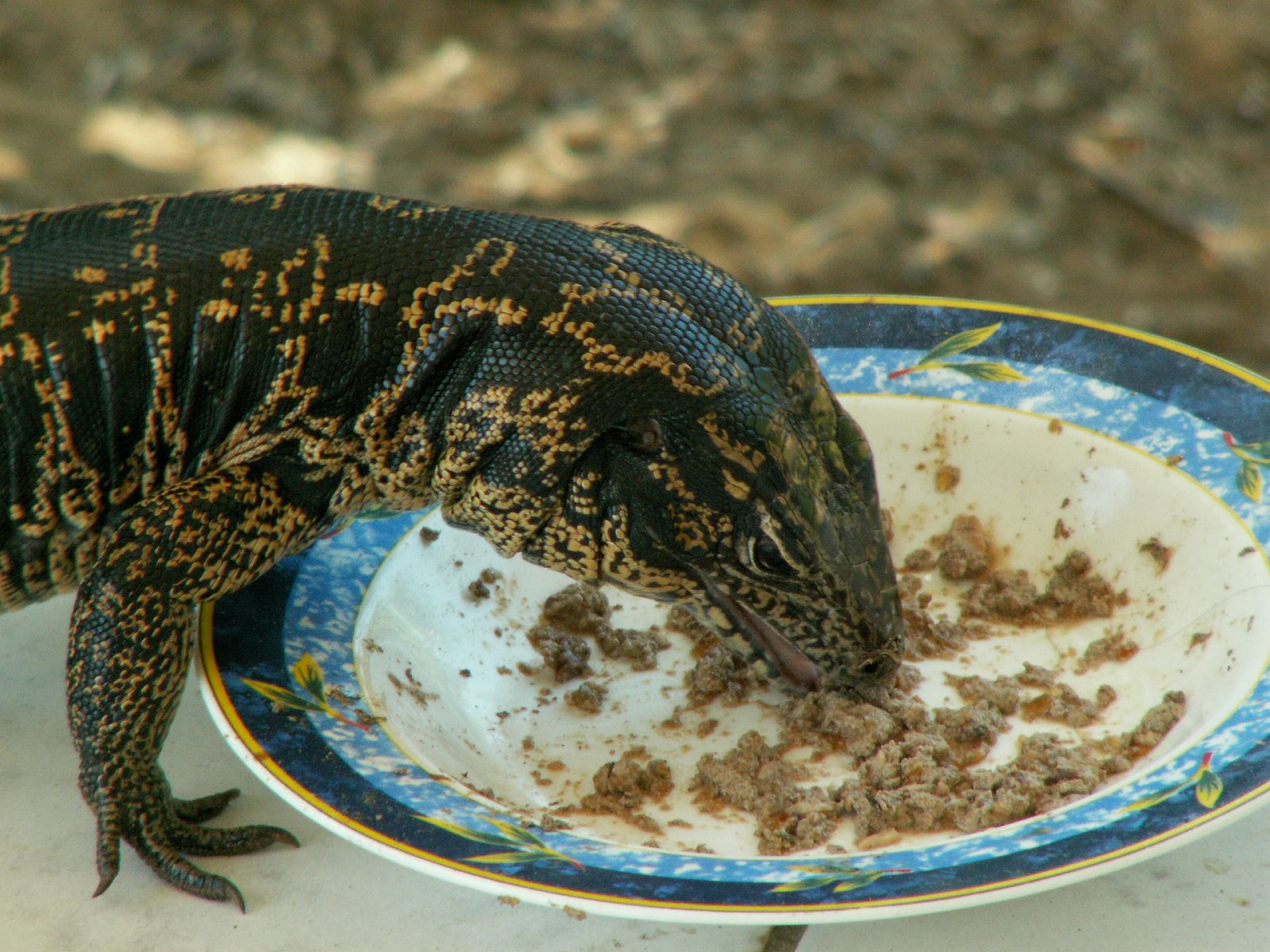 Fonds d'cran Animaux Lzards - Iguanes 