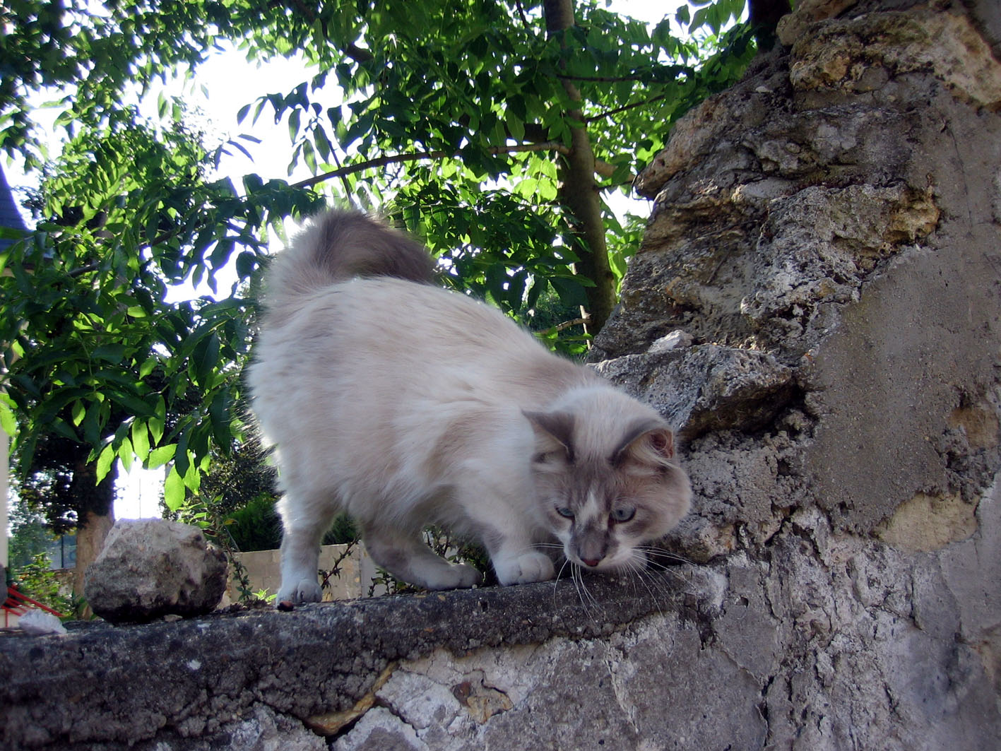 Fonds d'cran Animaux Chats - Chatons Chalut toi!!