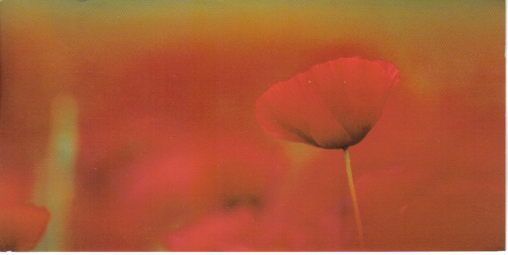 Fonds d'cran Nature Fleurs rouge coquelicot