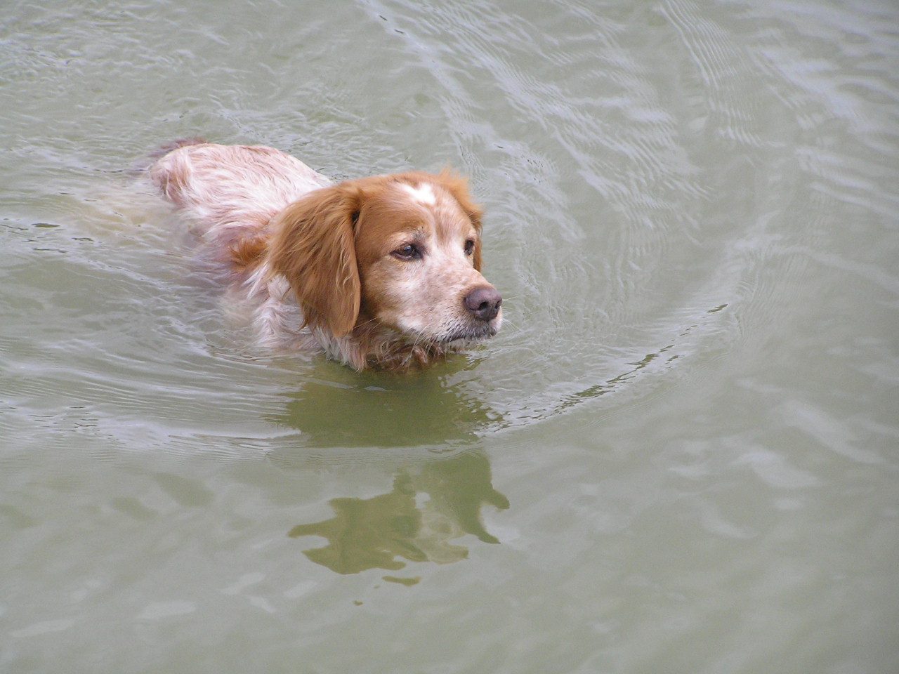 Fonds d'cran Animaux Chiens 