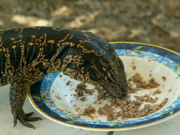 Fonds d'cran Animaux Lzards - Iguanes Wallpaper N121353