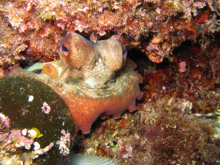 Fonds d'cran Animaux Vie marine - Poissons Poulpe