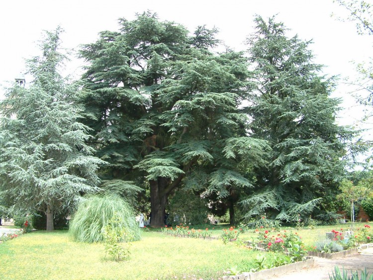 Fonds d'cran Nature Arbres - Forts arbre + 200 ans