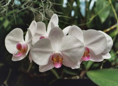 Wallpapers Nature Belles Orchides