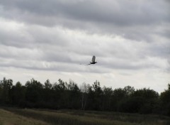 Fonds d'cran Animaux faisan