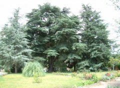 Fonds d'cran Nature arbre + 200 ans