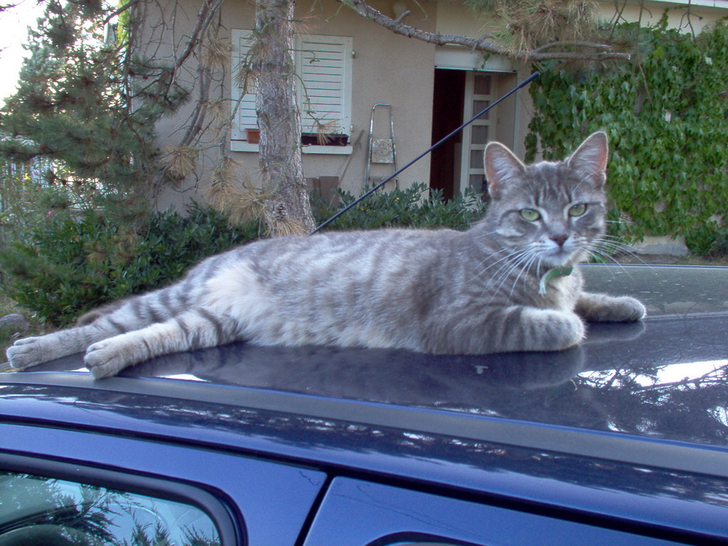 Fonds d'cran Animaux Chats - Chatons 