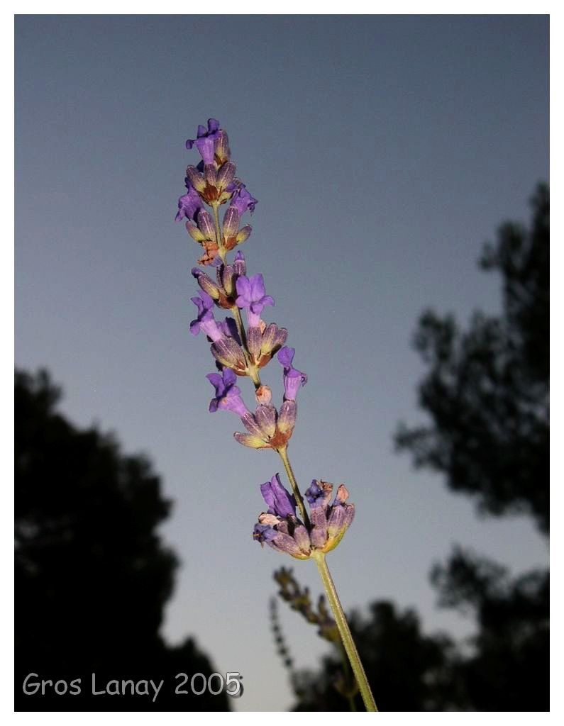 Wallpapers Nature Flowers Lavande au crpuscule