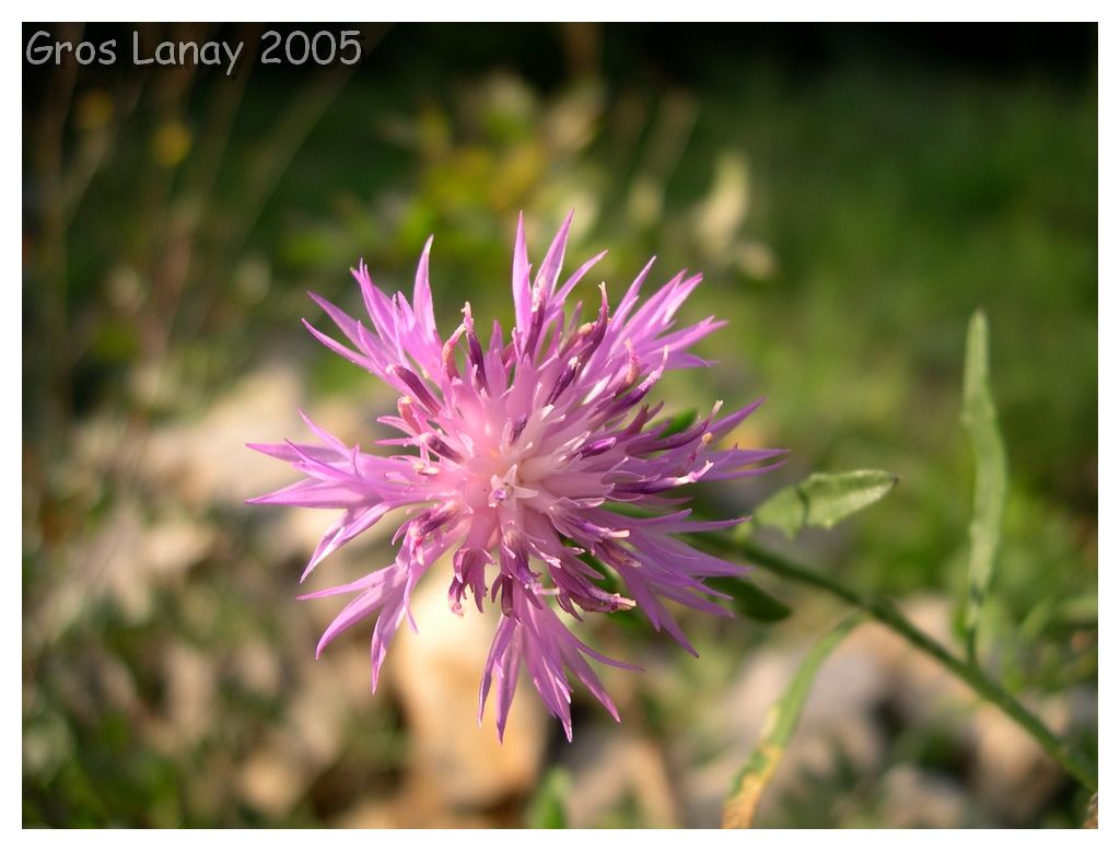 Fonds d'cran Nature Fleurs Jolie fleur du Var