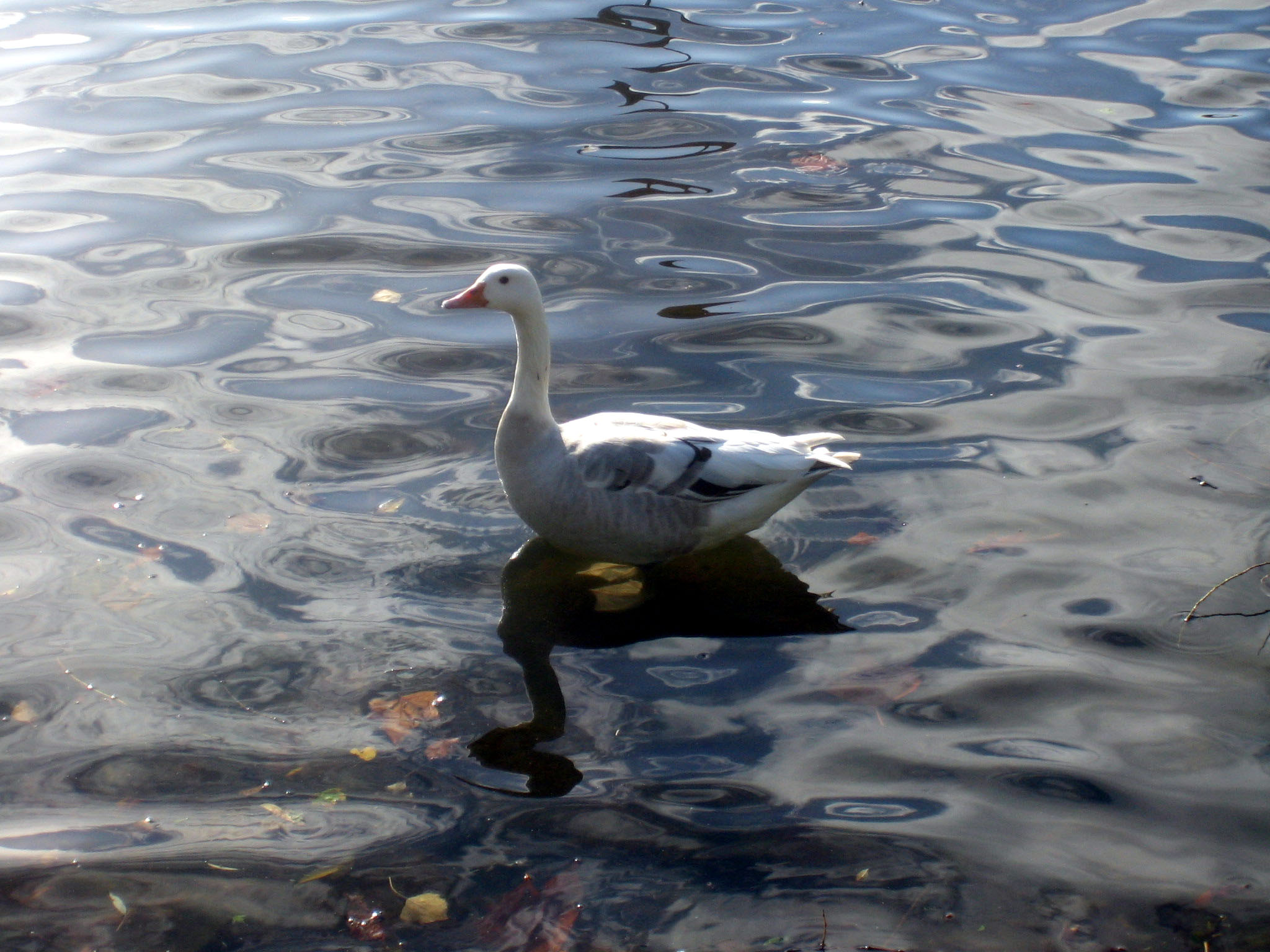 Wallpapers Animals Birds - Ducks Ddicasse spciale pour Llms78!!