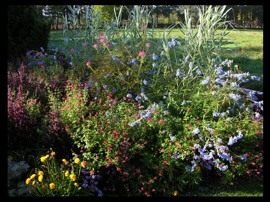 Fonds d'cran Nature Fleurs 