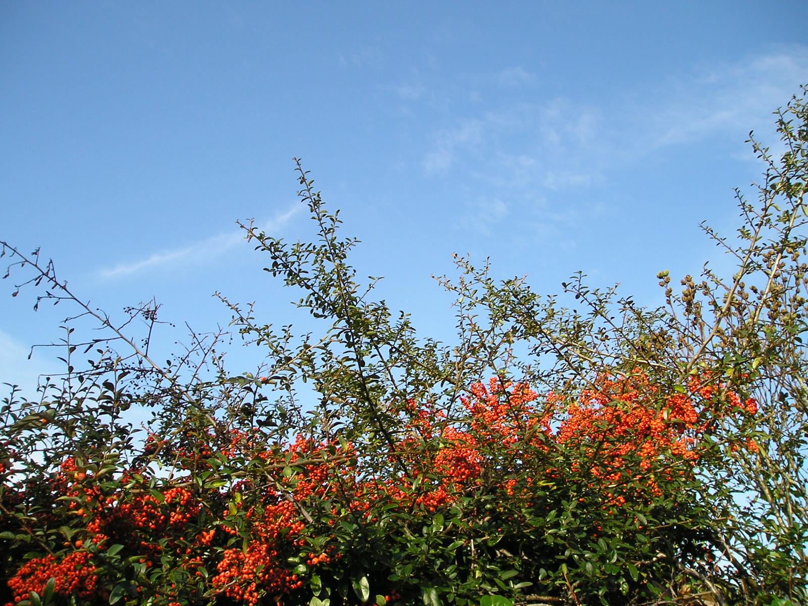 Fonds d'cran Nature Plantes - Arbustes piracantha