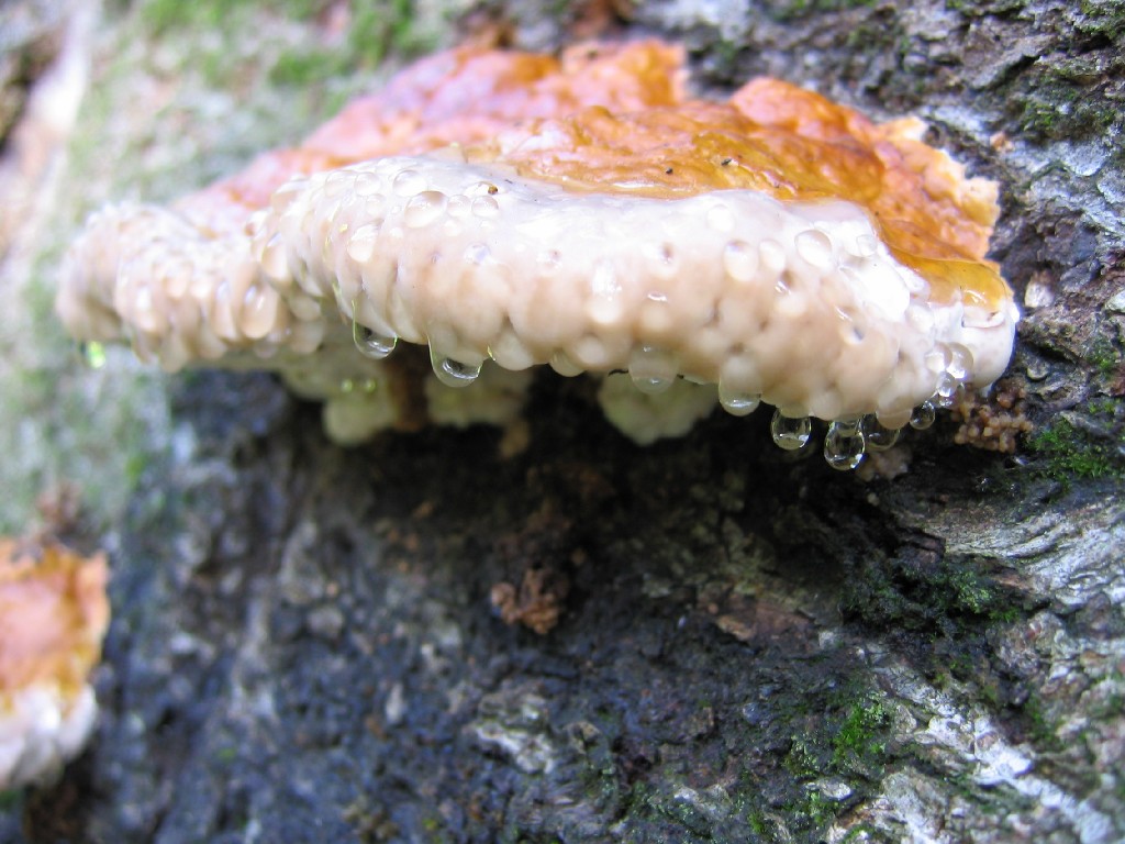 Fonds d'cran Nature Champignons Dohan 09/2004