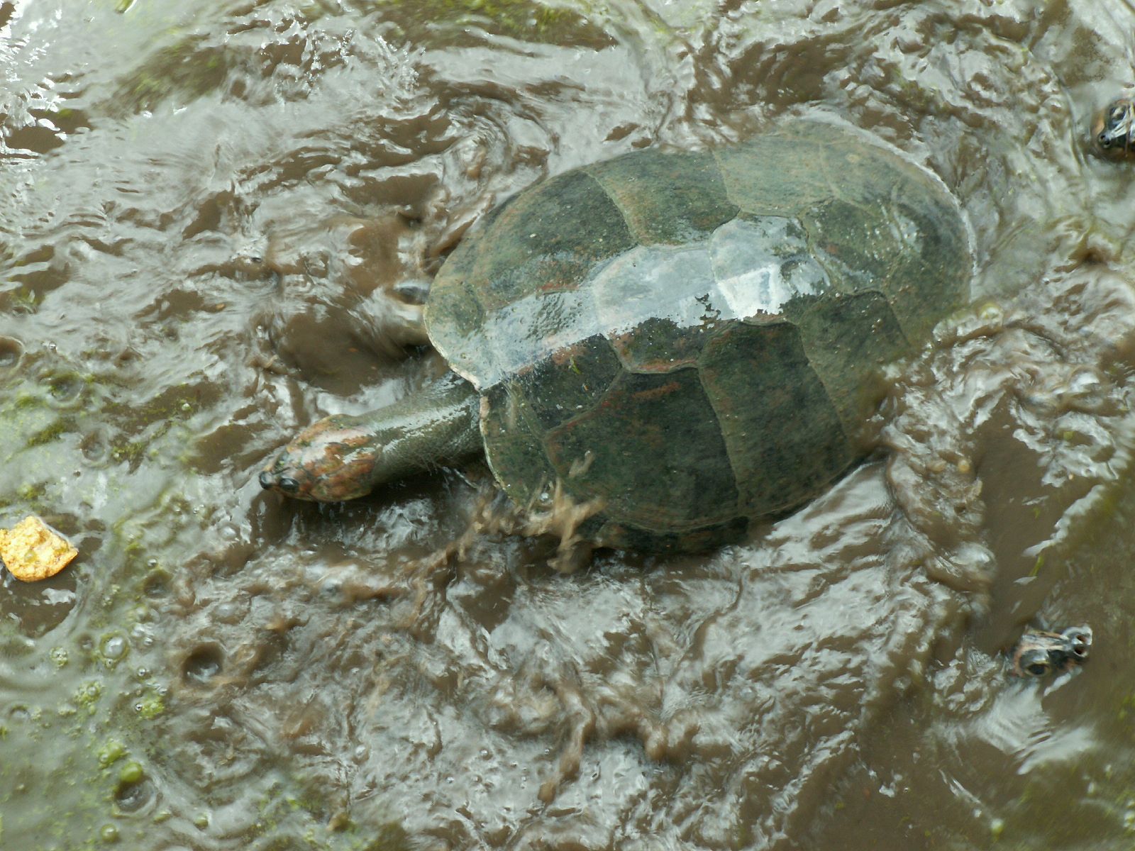 Fonds d'cran Animaux Tortues La tortue et sa