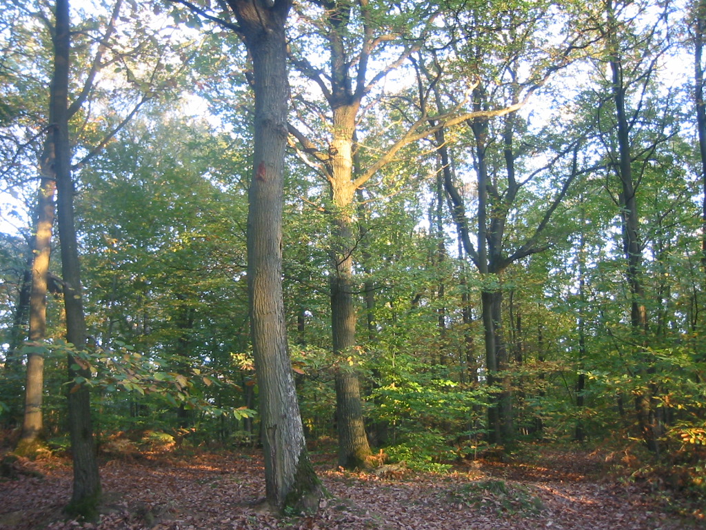 Fonds d'cran Nature Arbres - Forts Sous-bois d'automne