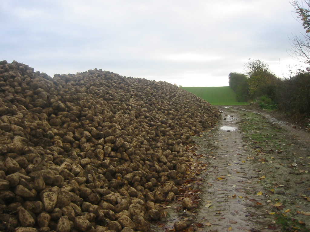 Fonds d'cran Nature Champs - Prairies Les tas de betteraves