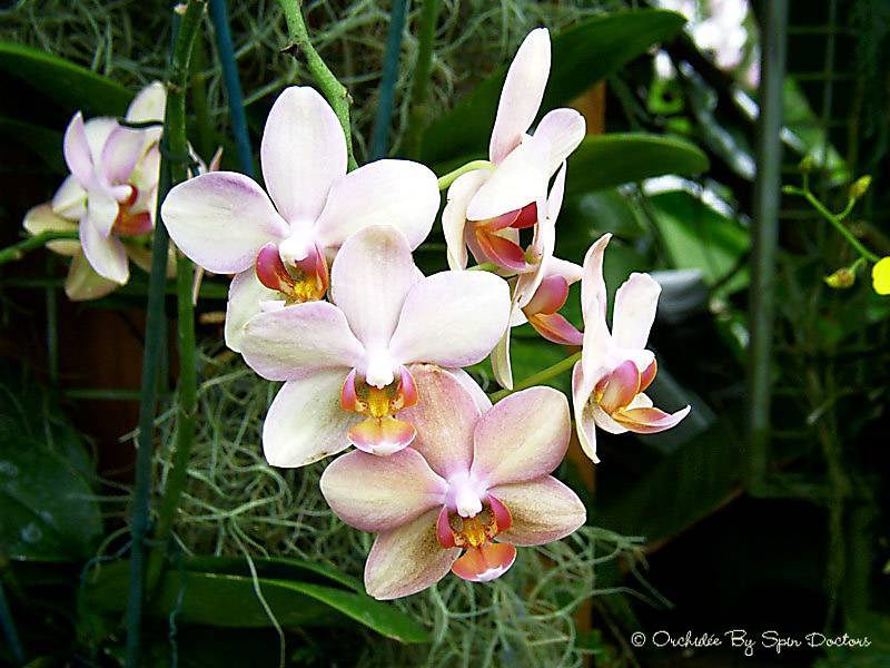 Fonds d'cran Nature Fleurs Orchide