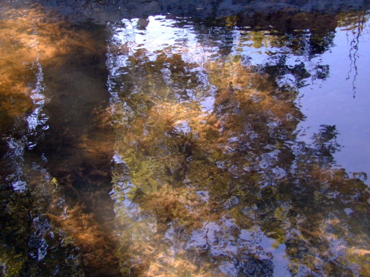 Wallpapers Nature Water - Reflection Reflets