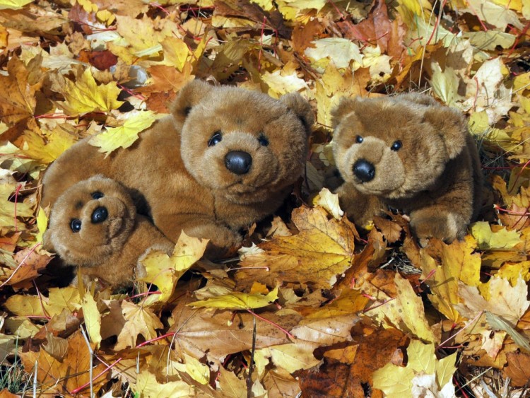 Fonds d'cran Objets Peluches Maman Ours et ses 2 petits batifolent dans les feuilles d'autome...