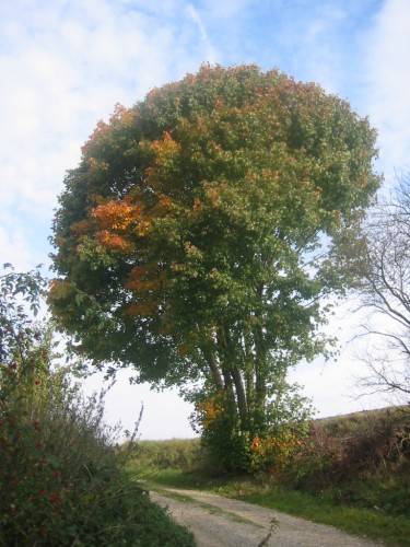 Fonds d'cran Nature Arbres - Forts Erable aux couleurs d'automne