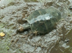 Fonds d'cran Animaux La tortue et sa