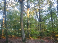 Fonds d'cran Nature Sous-bois d'automne