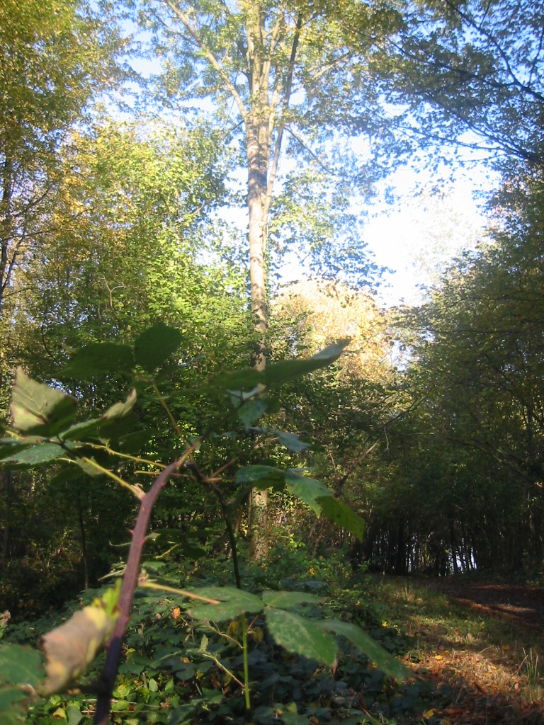 Fonds d'cran Nature Arbres - Forts En route pour les chatagnes