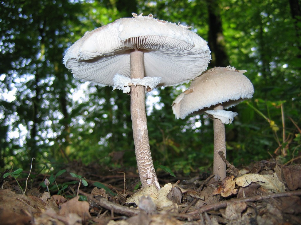 Fonds d'cran Nature Champignons Dohan 09/2004