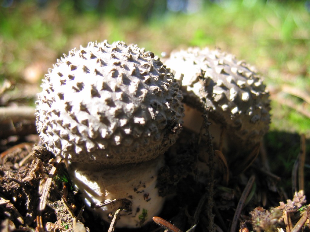 Fonds d'cran Nature Champignons Dohan 09/2004